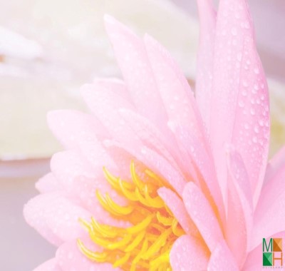  Tranh dán tường Hàn Quốc - hoa poppy FW 300